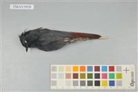 藏品(鉛色水鶇)的圖片